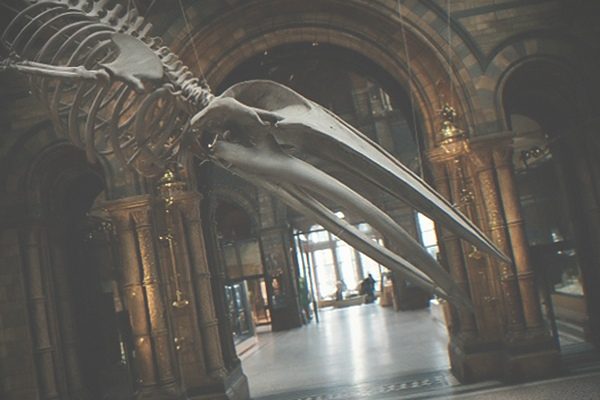 Dinosaur skeleton in a natural history museum gallery with visitors below
